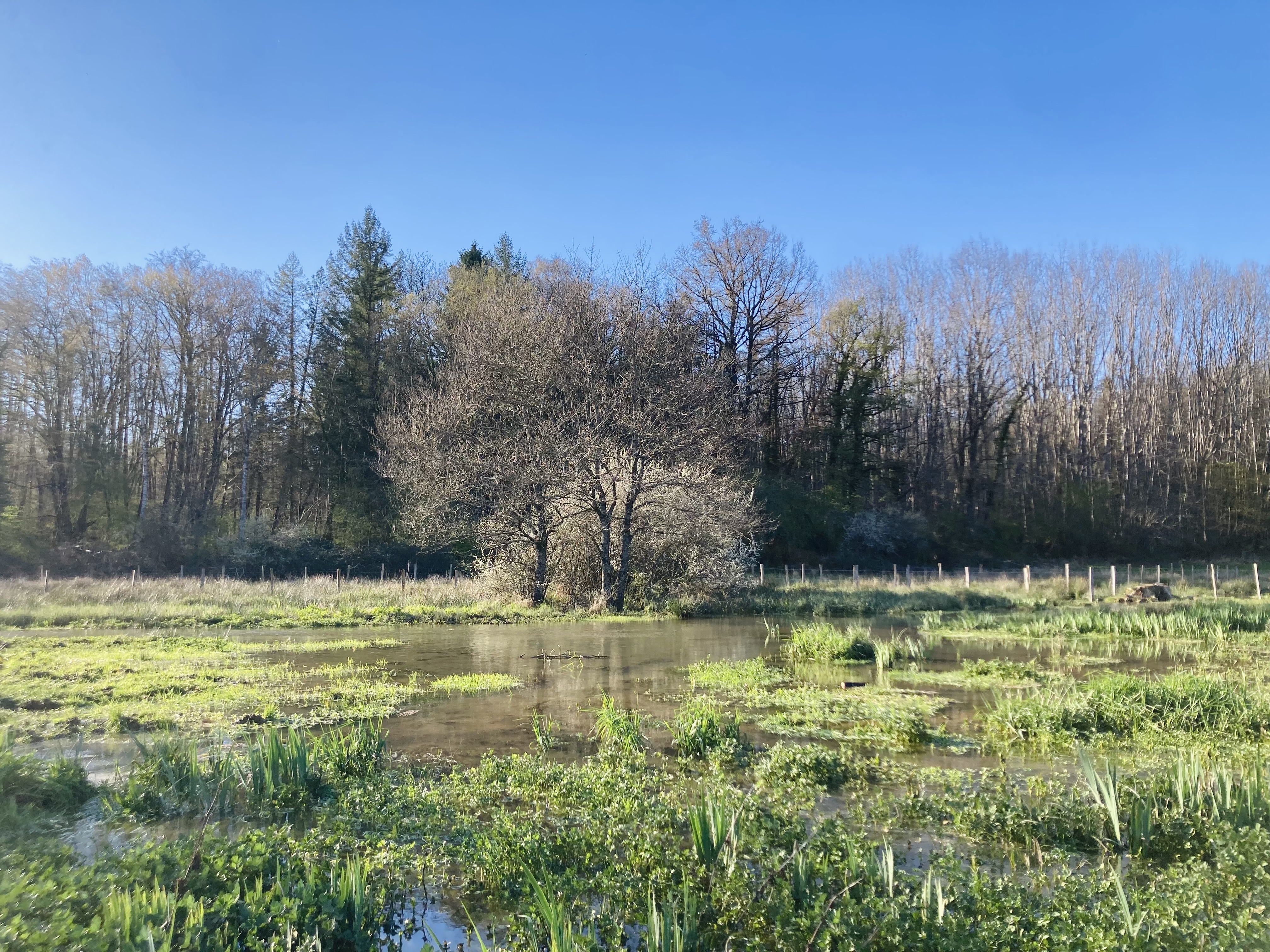 Arbres et mare du Vallon du Pr&eacute;lot