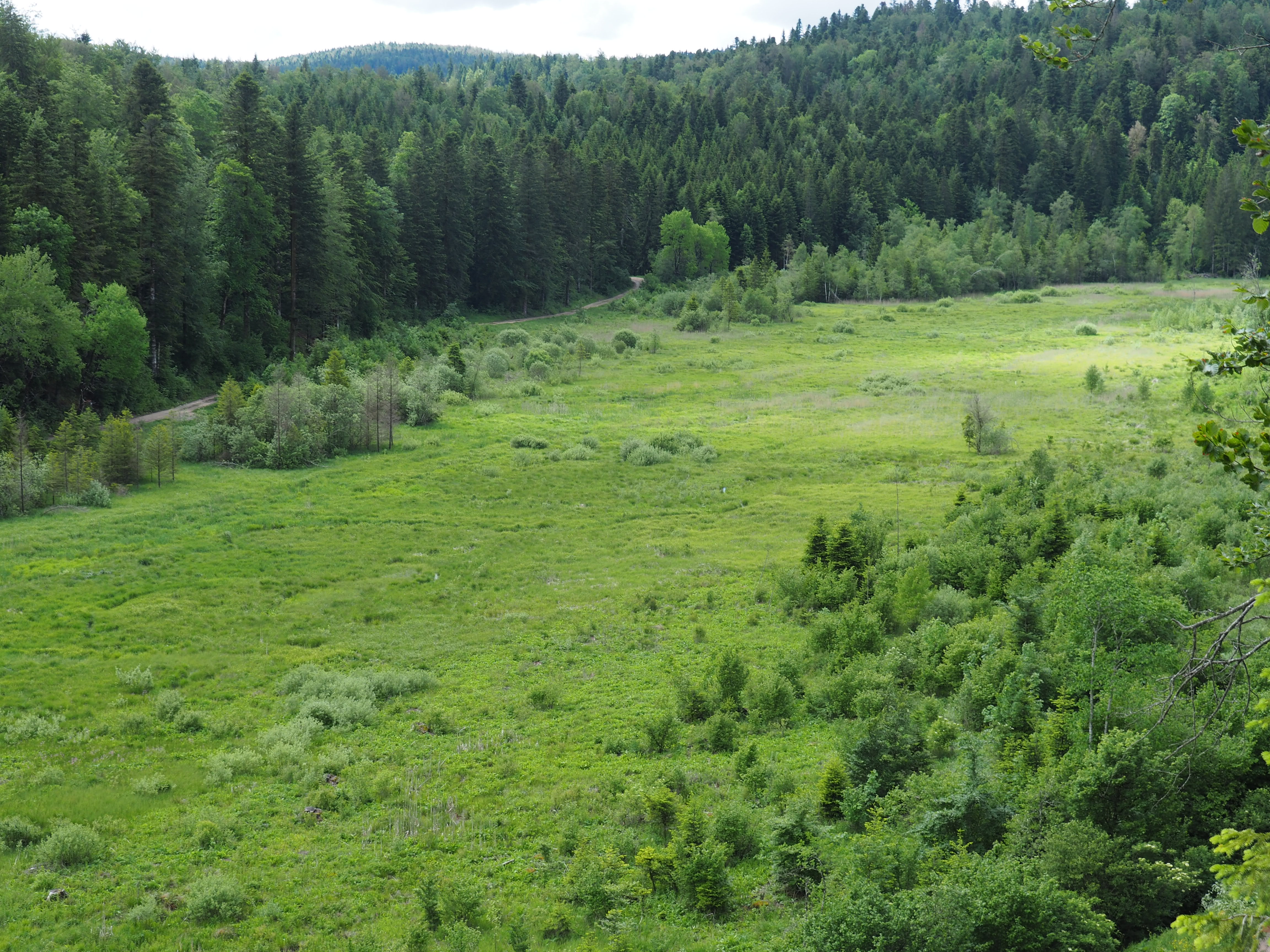 Marais de Panesière après reméandrage