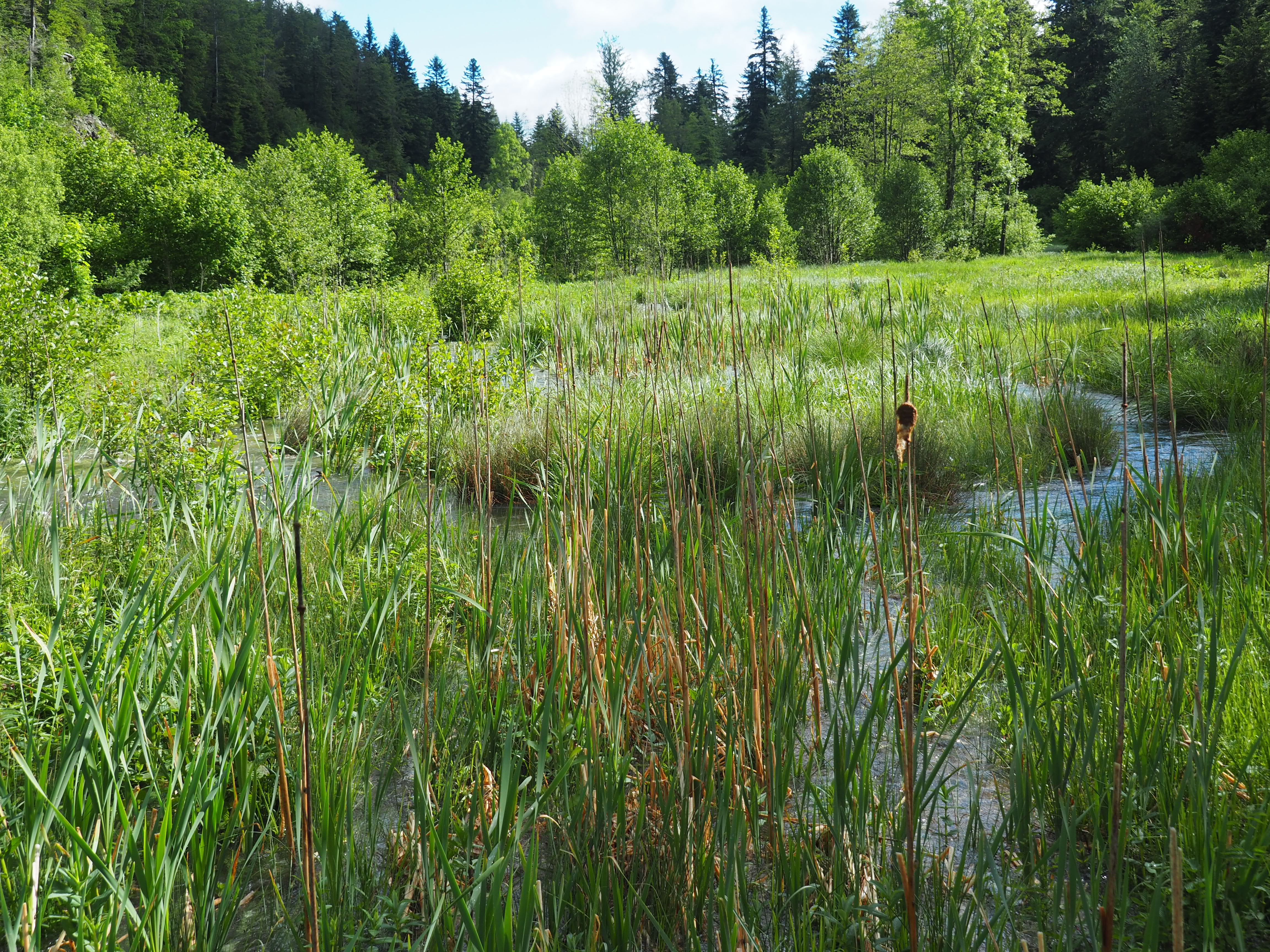 Ruisseau de Panesière reméandré