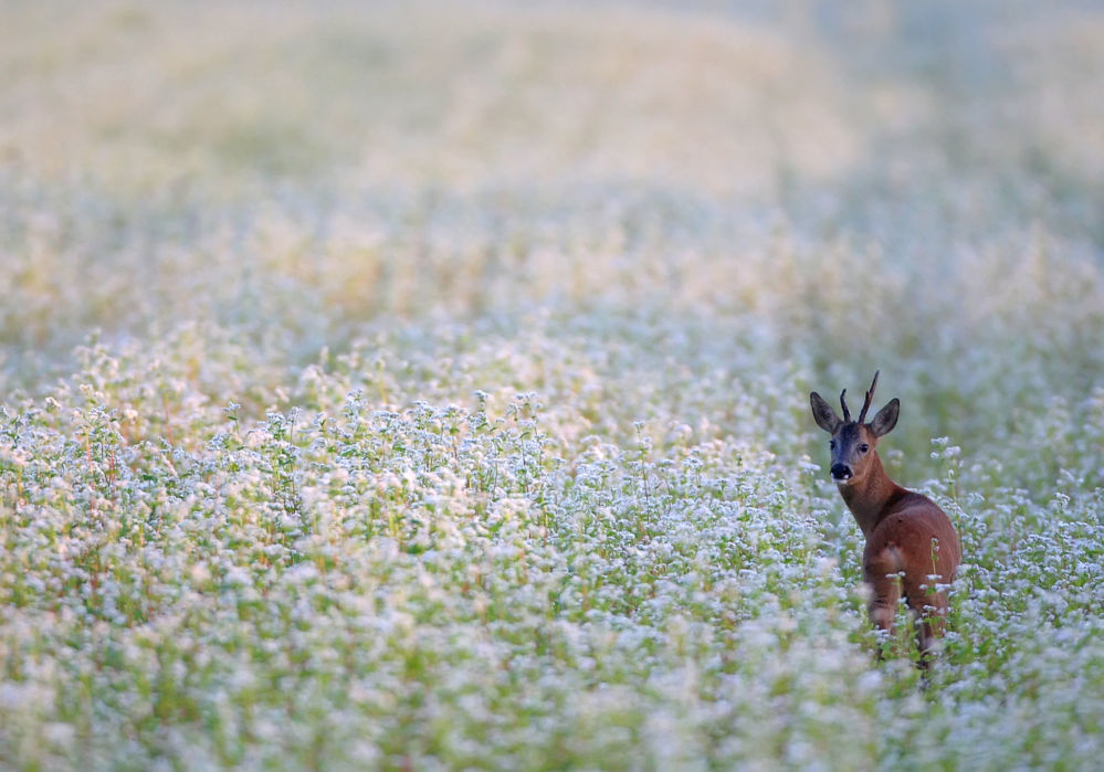 LA CHASSE D'ÉTÉ