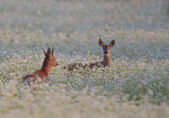 CHASSE D'ÉTÉ