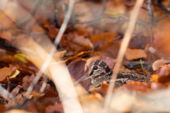 Découverte fortuite de nid ou de nichée de bécasse des bois