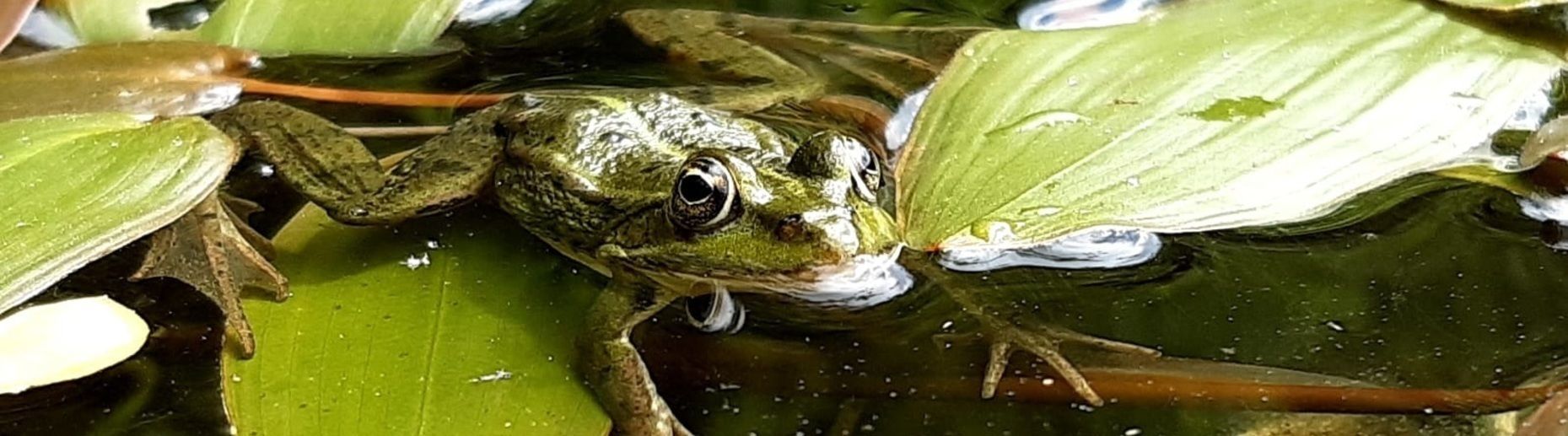 Projets de territoires