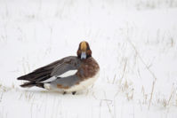 GIBIER D'EAU & MIGRATEURS