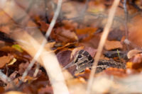Découverte fortuite de nid ou de nichée de bécasse des bois