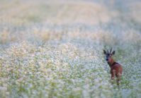 LA CHASSE D'ÉTÉ