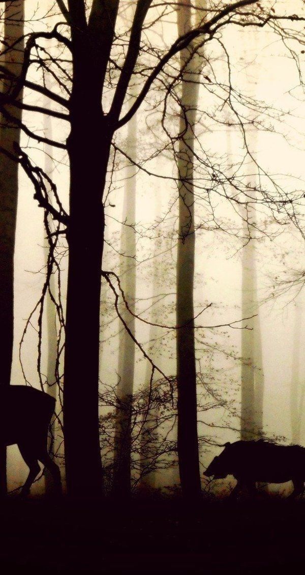 Dégâts occasionnés par la faune sauvage